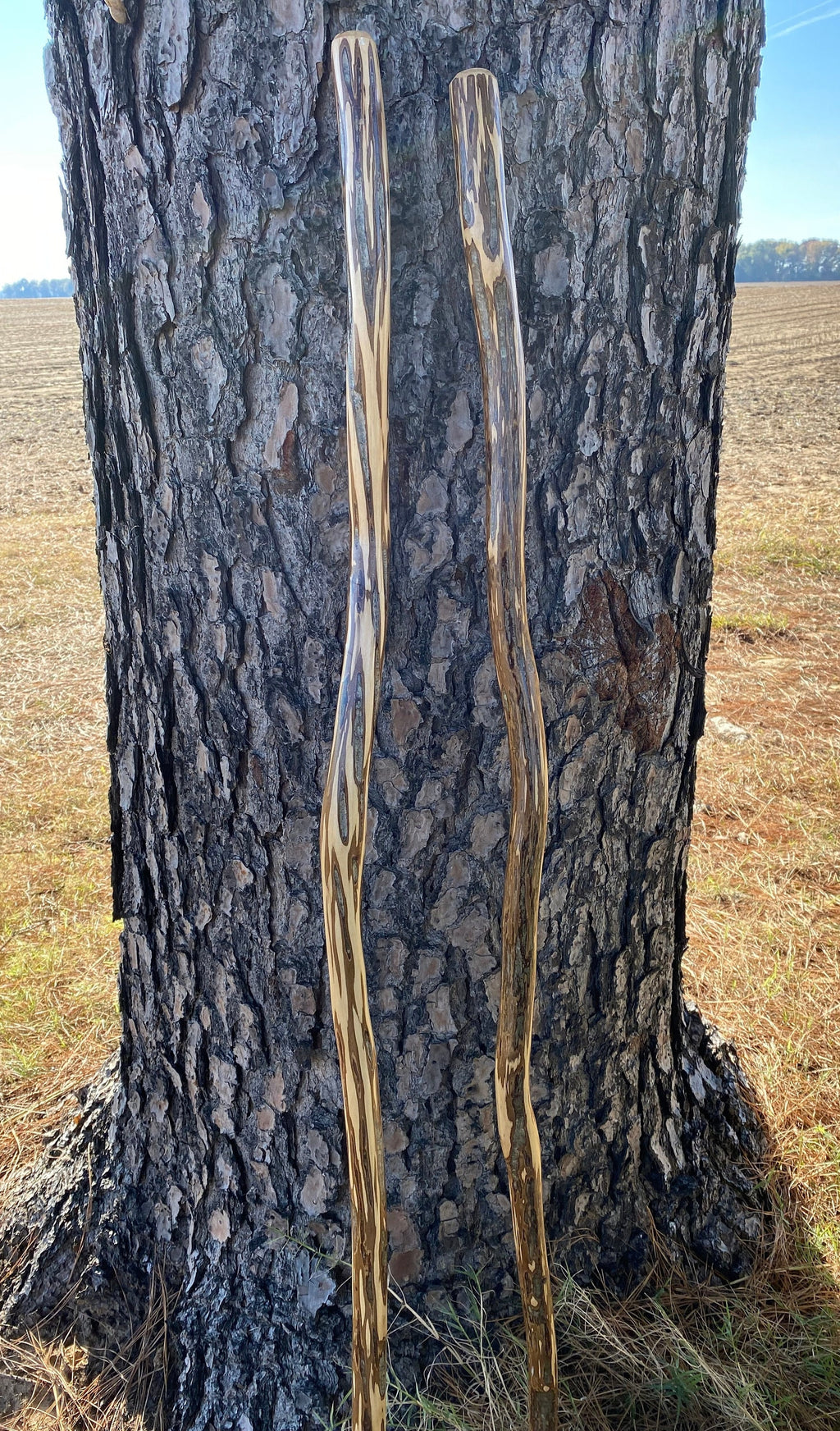 Ironwood Hiking Stick, American Hophornbeam Hiking Stick, Ozark Ironwood Walking Stick, Unique Hiking Stick