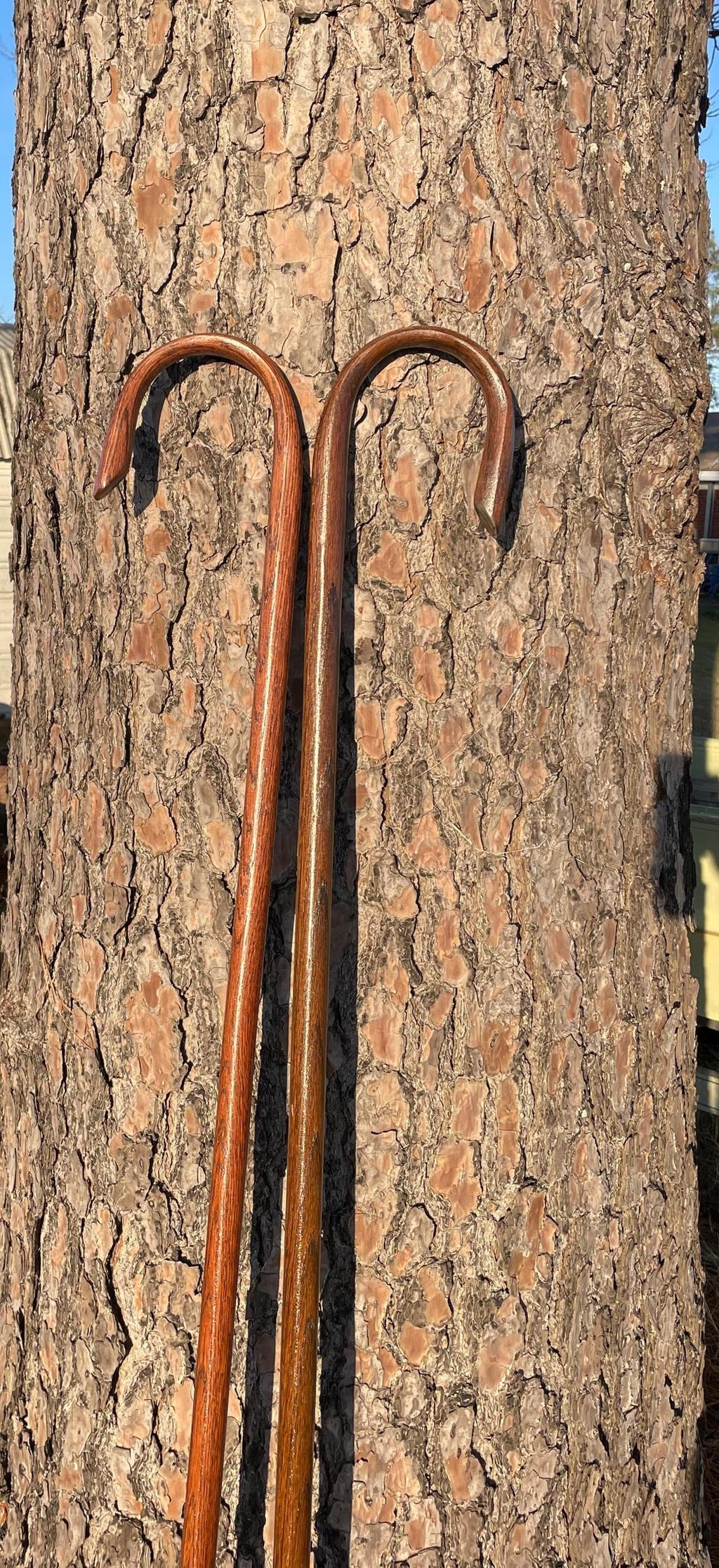 Shepherd's Crook, Shepherd's Staff, Stockman's Cane, Stained Solid Oak Steam Bent Handle Walking Cane