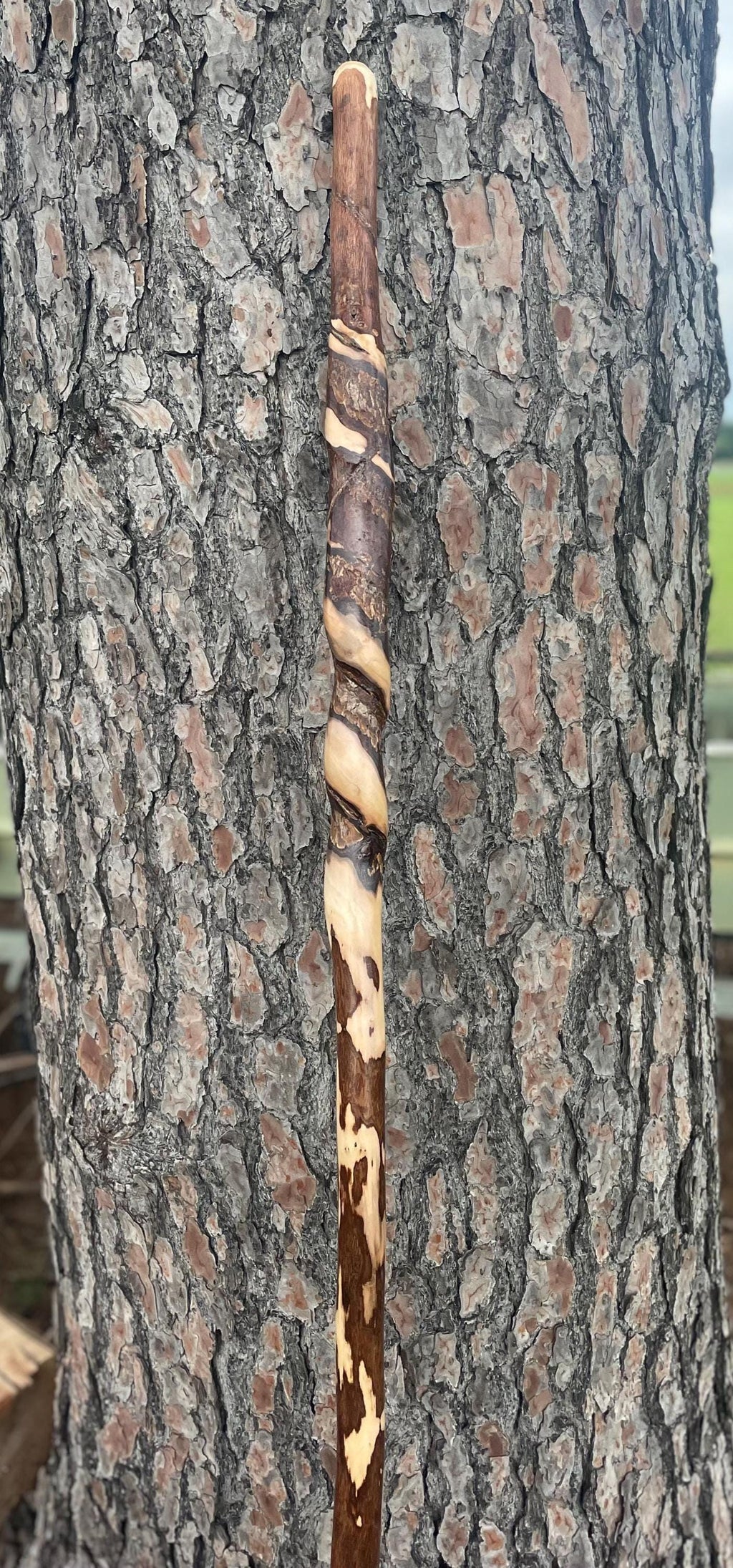 Vine Wrapped Hiking Stick, 72" Vine Choked Hand Carved Walking Stick.